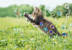 Votre chat va adorer sauter sur les bulles pour les éclater