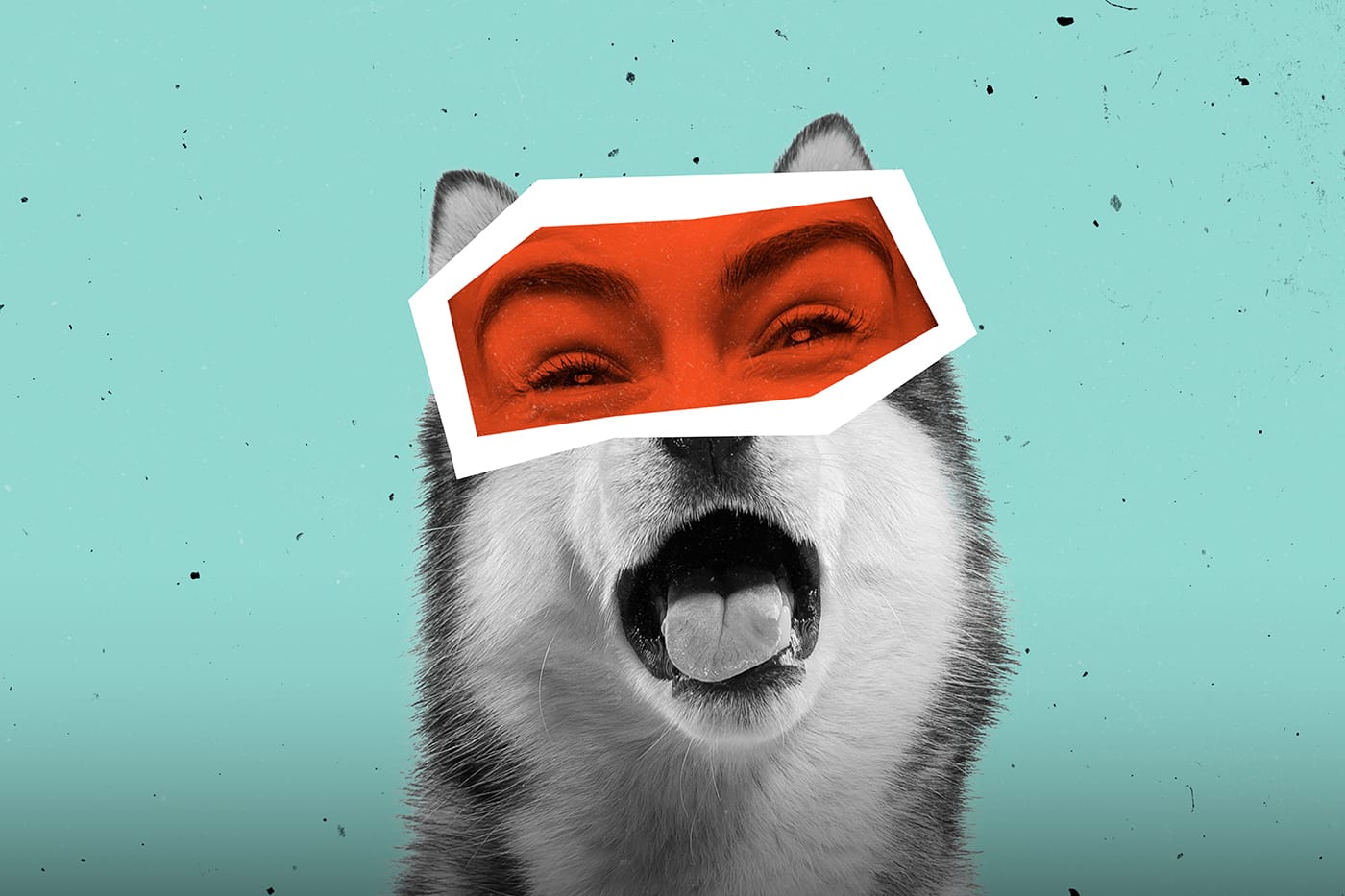 Plan du site Autourdesanimaux.com