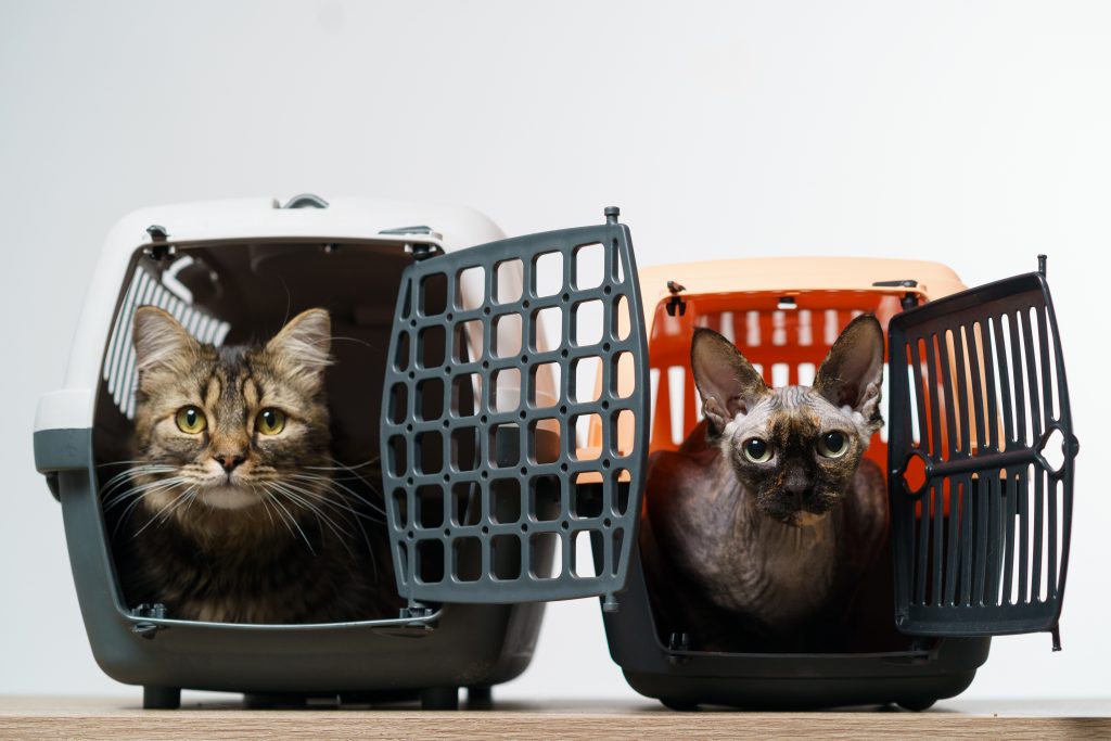 Deux chats dans leur cage respective