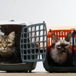 Transporter son chat en voiture