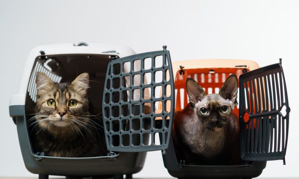 Transporter son chat en voiture