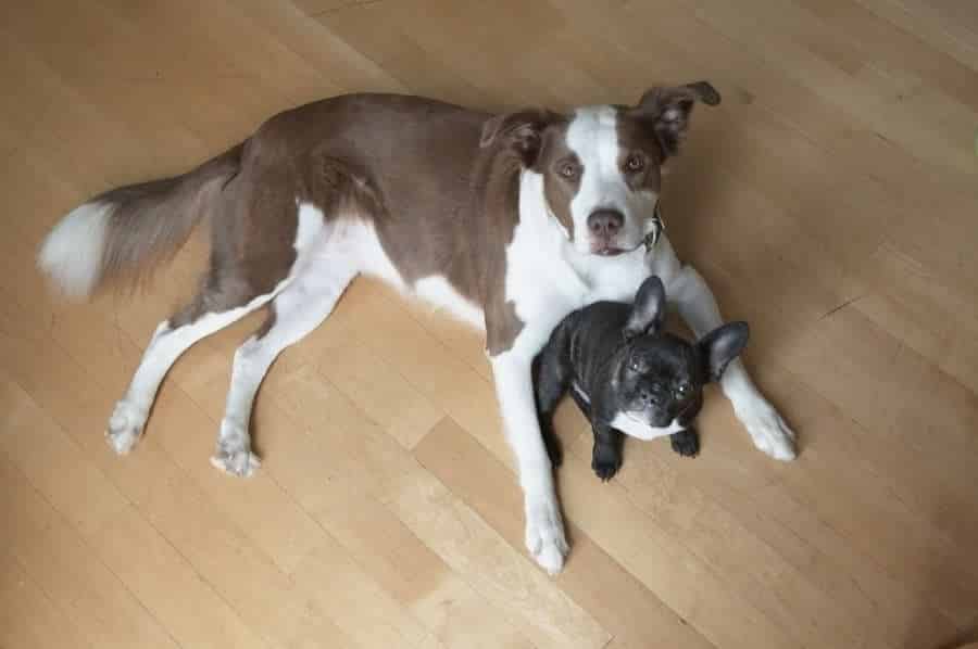 Comment bien fait cohabiter deux chiens ?