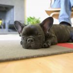 Pourquoi choisir une assurance pour son chien ? Guide & conseils