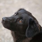 6 conseils pour venir en aide à un chien blessé