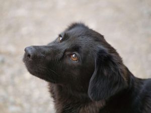 6 conseils pour venir en aide à un chien blessé