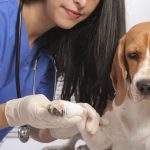 Le chien qui boite : causes et traitement des boiteries