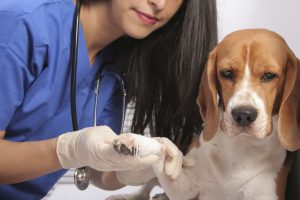 Le chien qui boite : causes et traitement des boiteries