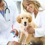 Préparer son chiot à sa première visite vétérinaire