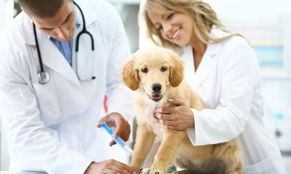 Préparer son chiot à sa première visite vétérinaire