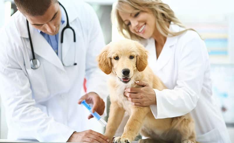 Préparer son chiot à sa première visite vétérinaire