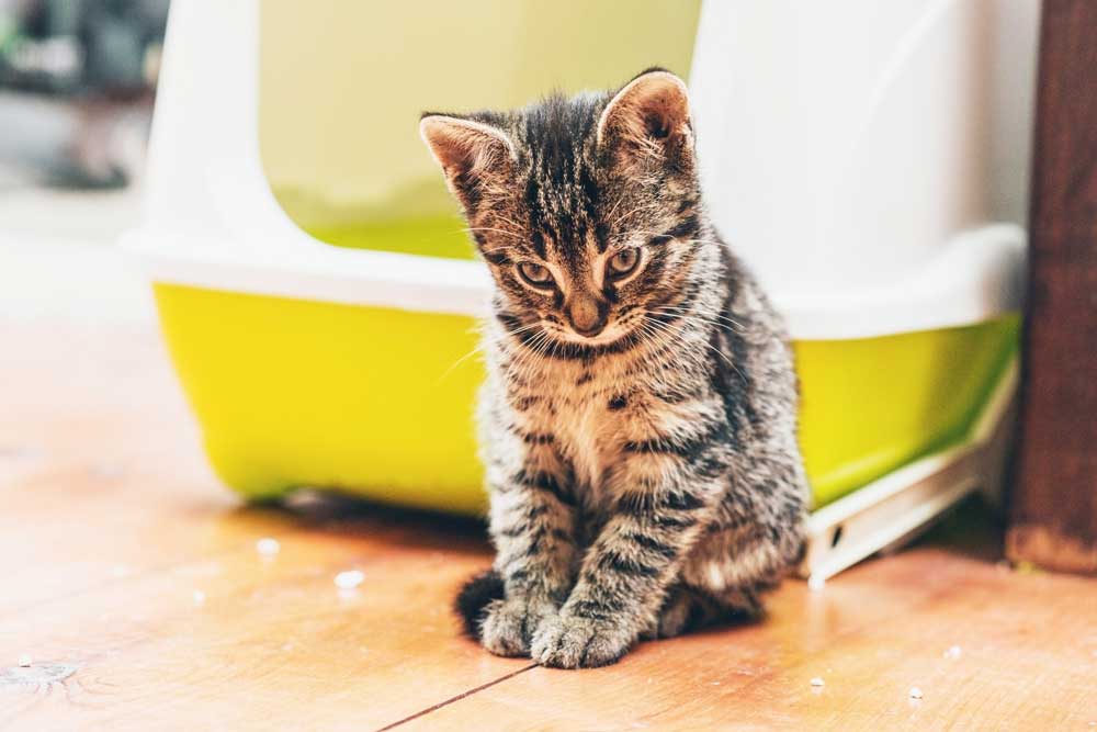 Chat qui se trouve devant son bac à litière