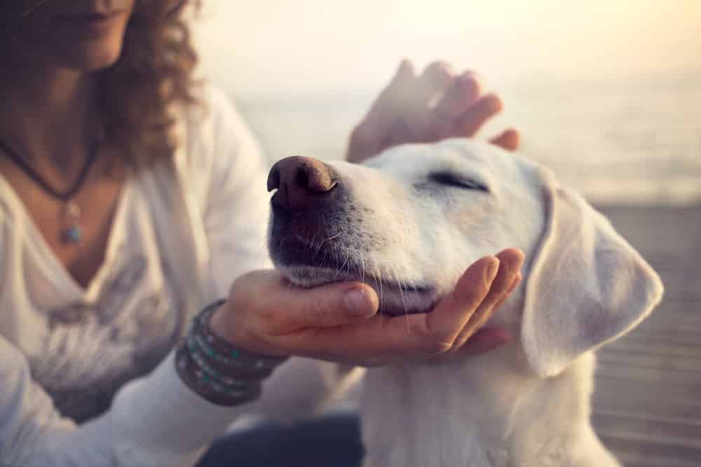 Photo chien