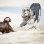 Décrypter les postures du chien : Comprendre ce qu’il exprime