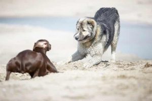 Décrypter les postures du chien : Comprendre ce qu’il exprime