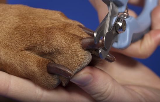 Comment couper les griffes de son chien ?