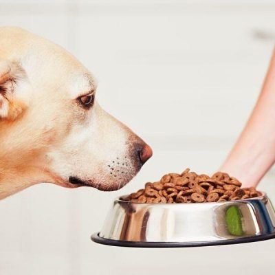 7 points pour mieux nourrir votre chien