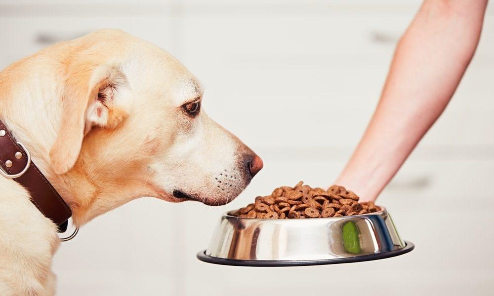 7 points pour mieux nourrir votre chien - Alimentation du chien ...