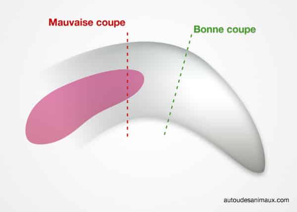 Schéma explicatif pour couper la griffe de son chien