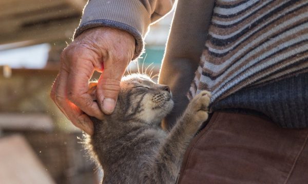 Comment prendre soin de la santé de son chat ?