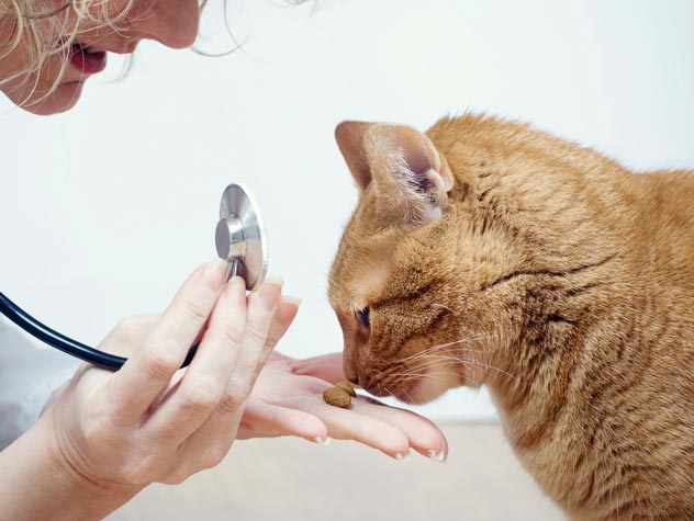 chat chez le vétérinaire