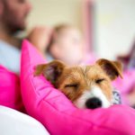 Prendre soin de son chien au quotidien : 6 conseils à suivre