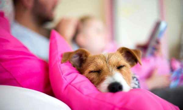 Prendre soin de son chien au quotidien : 6 conseils à suivre