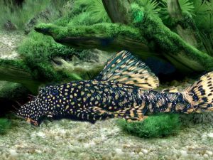 Poisson Suceur De Vitre Eau Froide