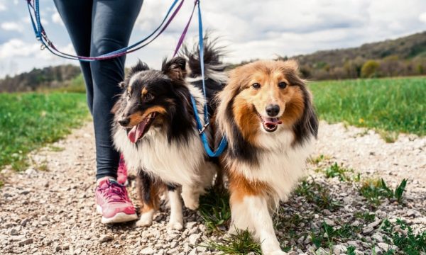 Éduquer son chien à la promenade