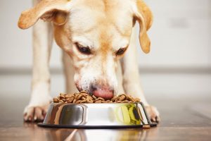 Mon chien mange trop vite, que faire ?