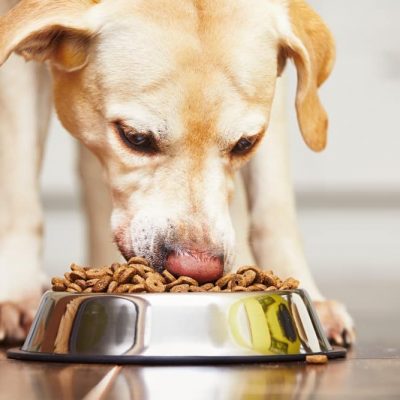 Mon chien mange trop vite, que faire ?