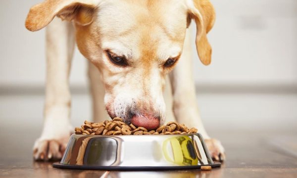Mon chien mange trop vite, que faire ?