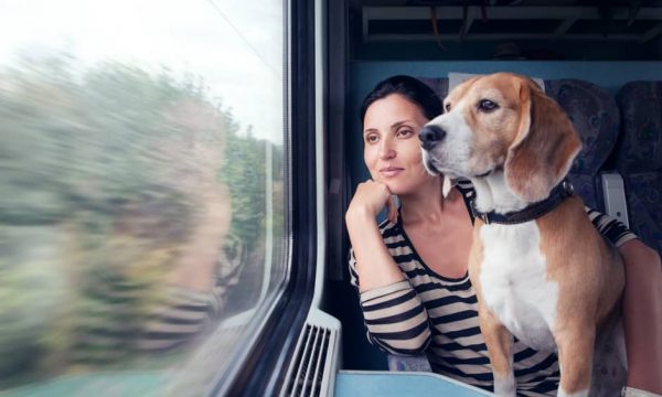 Quel mode de transport choisir pour voyager avec son chien ?