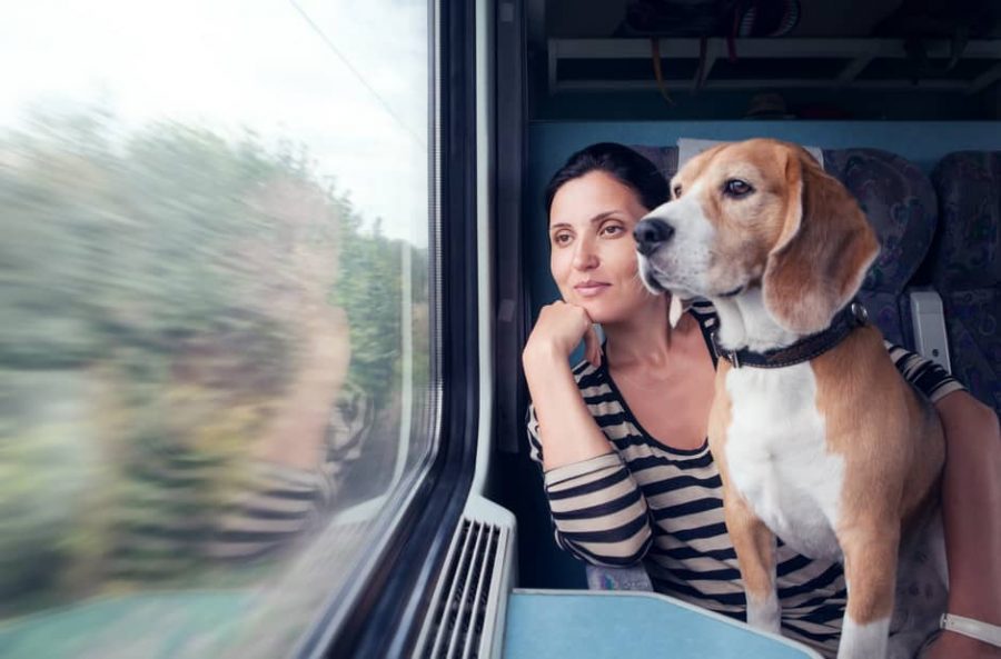 Quel mode de transport choisir pour voyager avec son chien ?