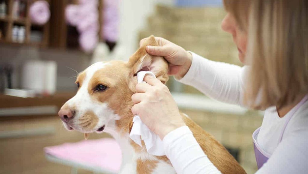 nettoie les oreilles d'un chien