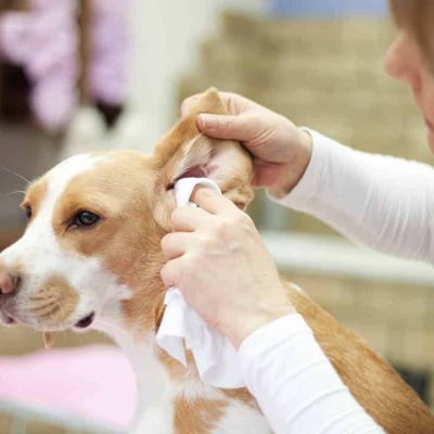 Comment nettoyer les oreilles de mon chien ?
