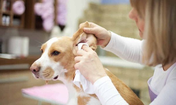 Nettoyer les oreilles de son chien