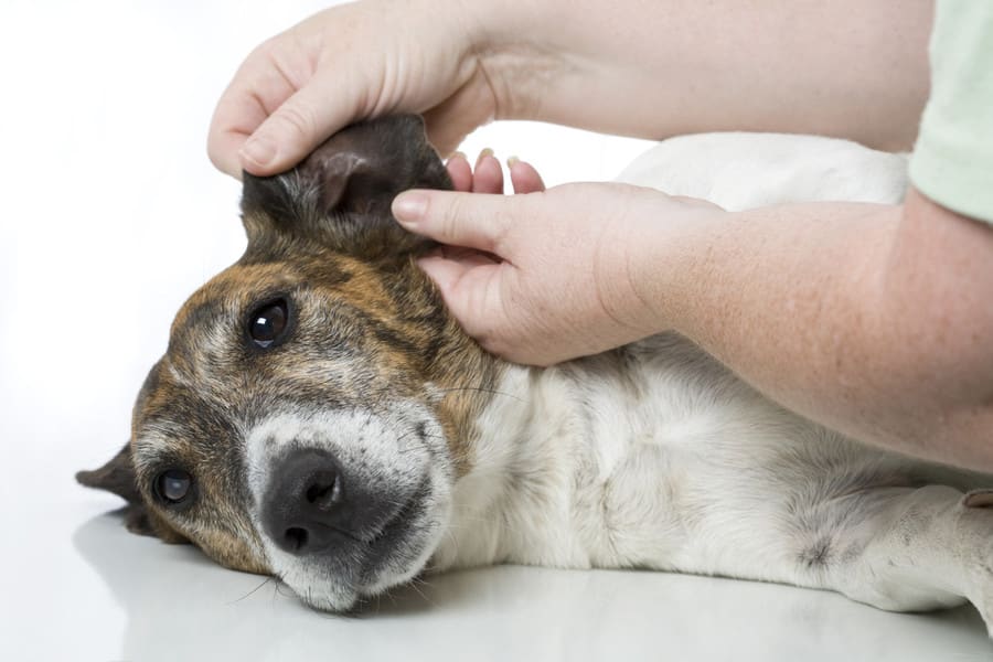 vétérinaire qui examine les oreilles d'un chien