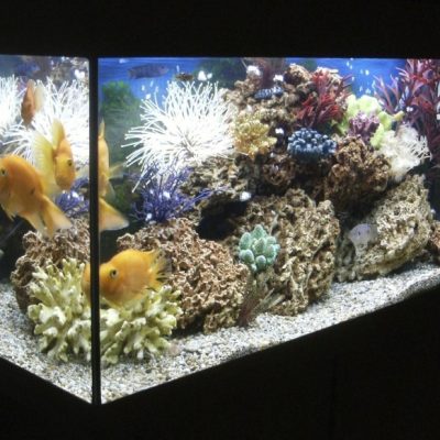 Bien choisir l’éclairage de son aquarium