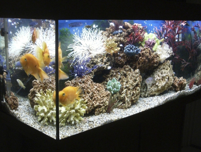 Bien choisir l’éclairage de son aquarium