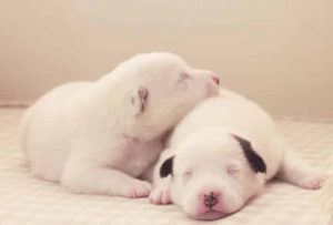 Pourquoi les dalmatiens naissent sans taches ?