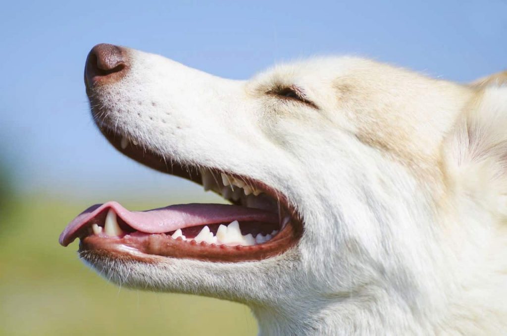 chien qui a la gueule ouverte