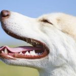 Le chien qui a une mauvaise haleine
