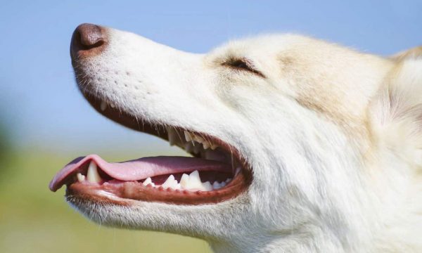 Le chien qui a une mauvaise haleine