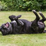 Pourquoi les chiens se roulent-ils dans les crottes ?