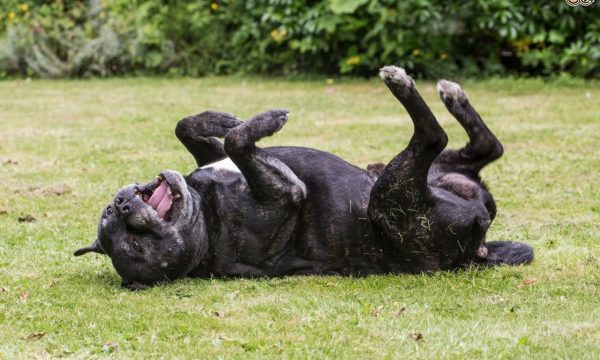 Pourquoi les chiens se roulent-ils dans les crottes ?