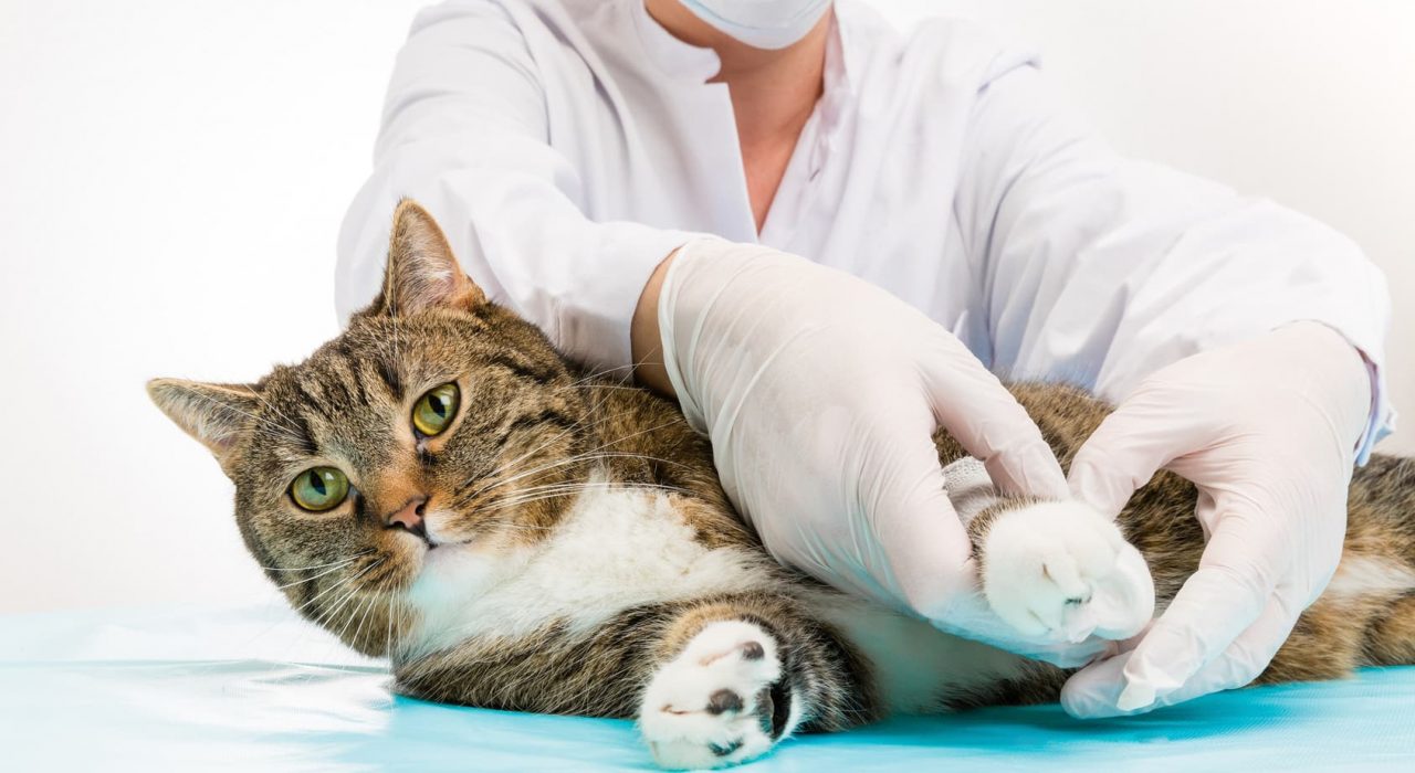 3 critères pour choisir une assurance animaux
