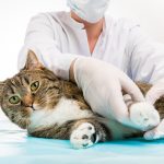3 critères pour choisir une assurance animaux