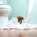 6 bétises que les chiots font et comment les arrêter