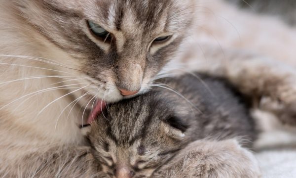 Préparer la naissance de chatons