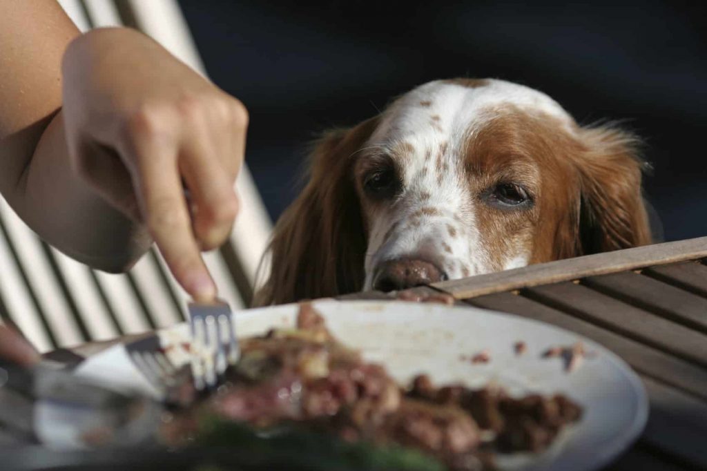 chien qui réclame à table